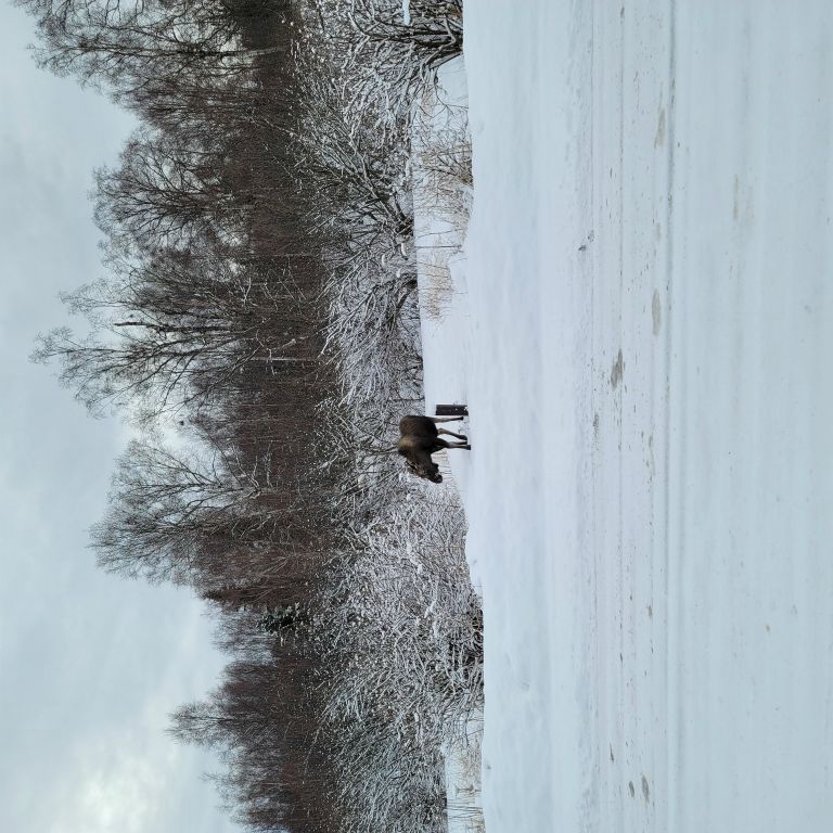 Baby moose - Kincaid Park