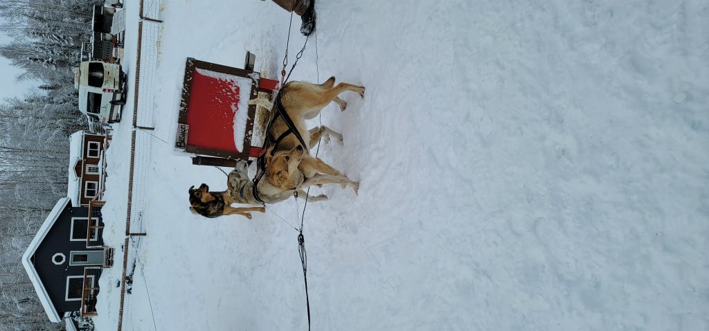 Cute puppies