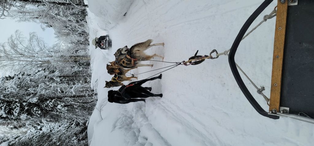 Here we go - dog mushing