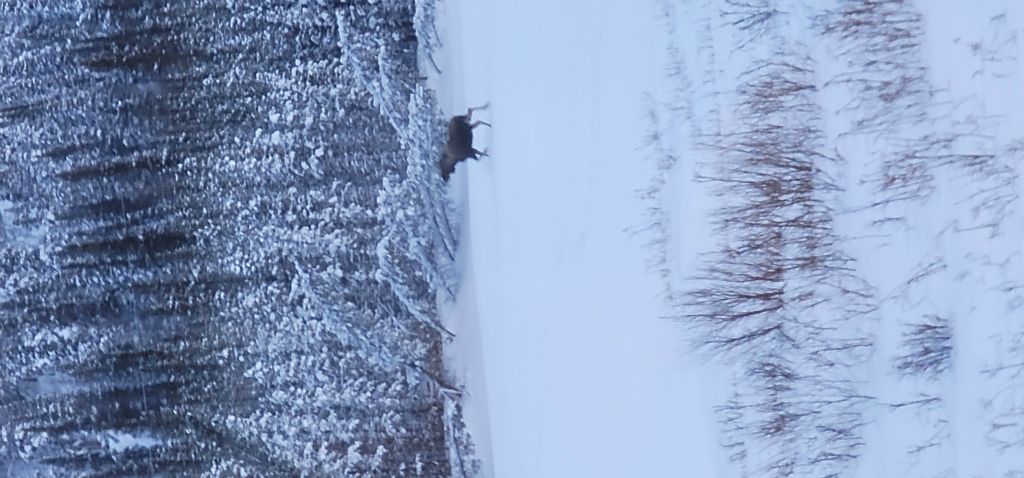 Mr Moose
