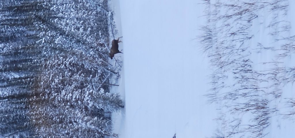 Moose 1 of 3