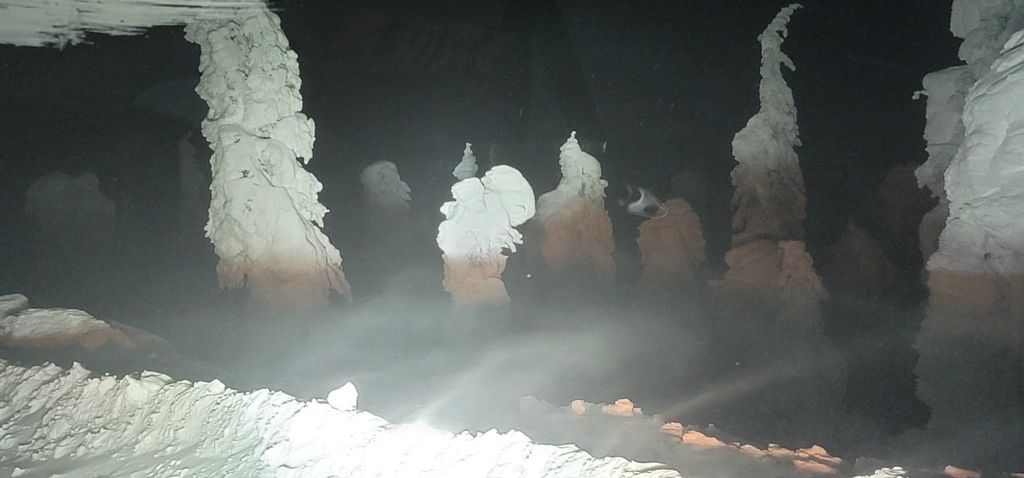 Enchanted forest (Snow blown trees)