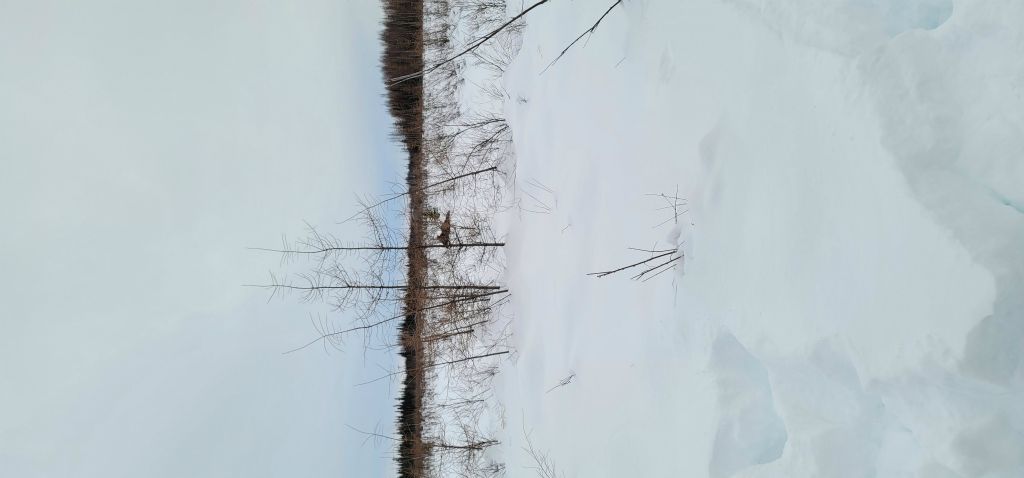 Moose on the trail