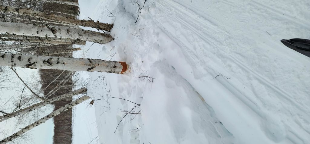 Tree cut by a beaver