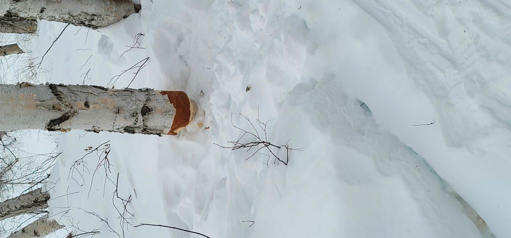 Beaver cut tree